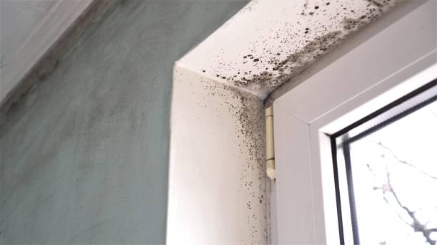 Best Bathroom Mold Remediation in Pymatuning Central, PA
