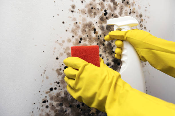 Best Preventive Mold Services in Pymatuning Central, PA