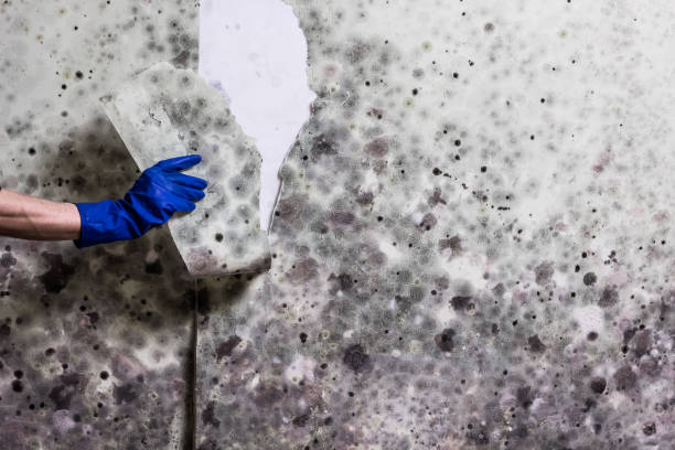 Best Insurance-Related Mold Remediation in Pymatuning Central, PA